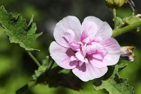 Stockrose: Die Pflanzenart wird häufig vom Rostpilz befallen.