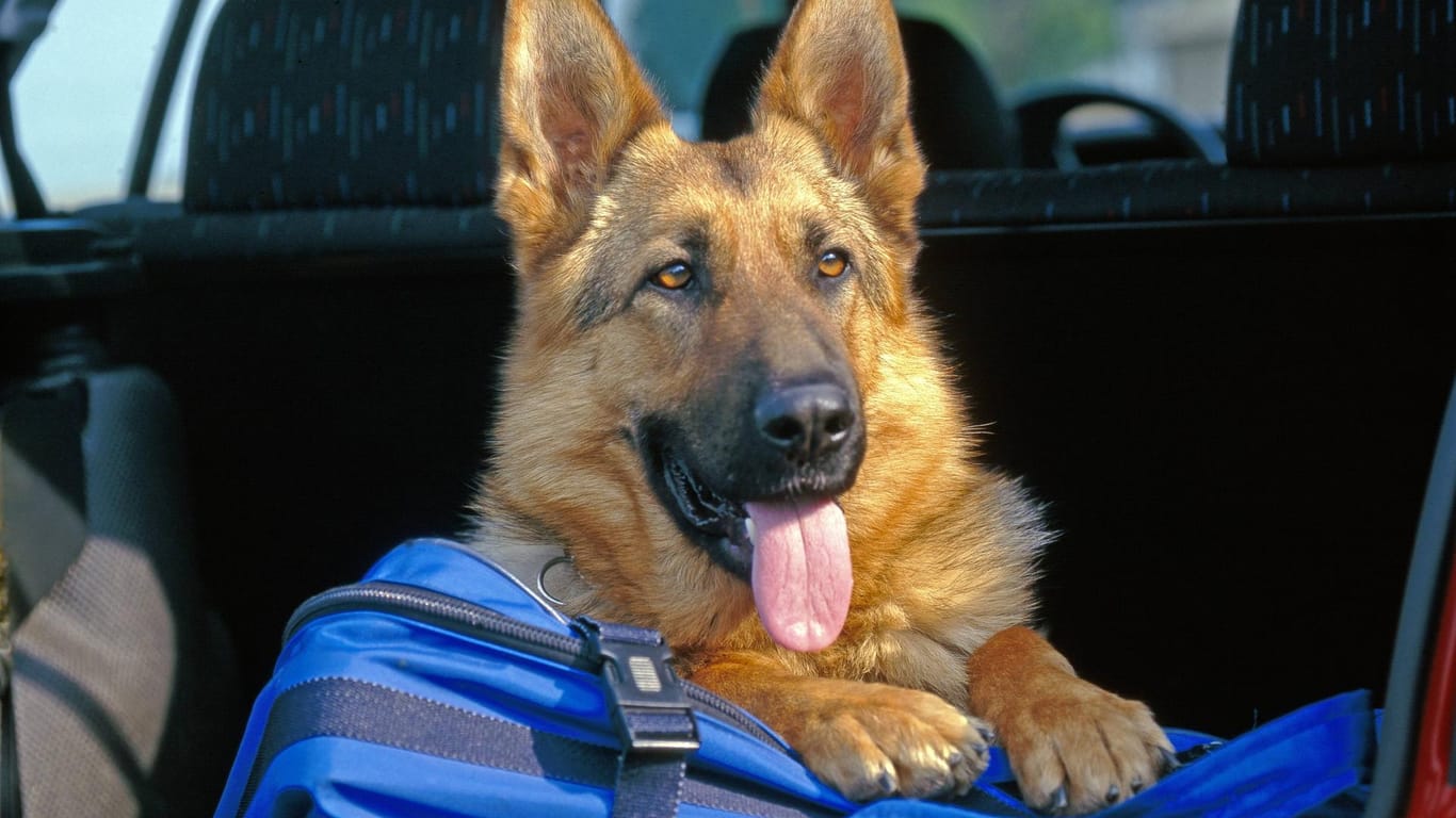 Ein Schäferhund blickt aus einem Kofferraum: In Stuttgart ist ein Tier in einem Auto gestorben.