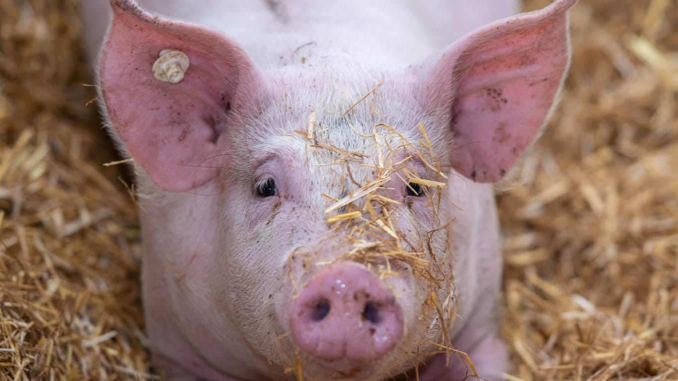 Schweine: Nutztiere sind bisher nicht nachweislich mit dem Coronavirus infiziert worden.