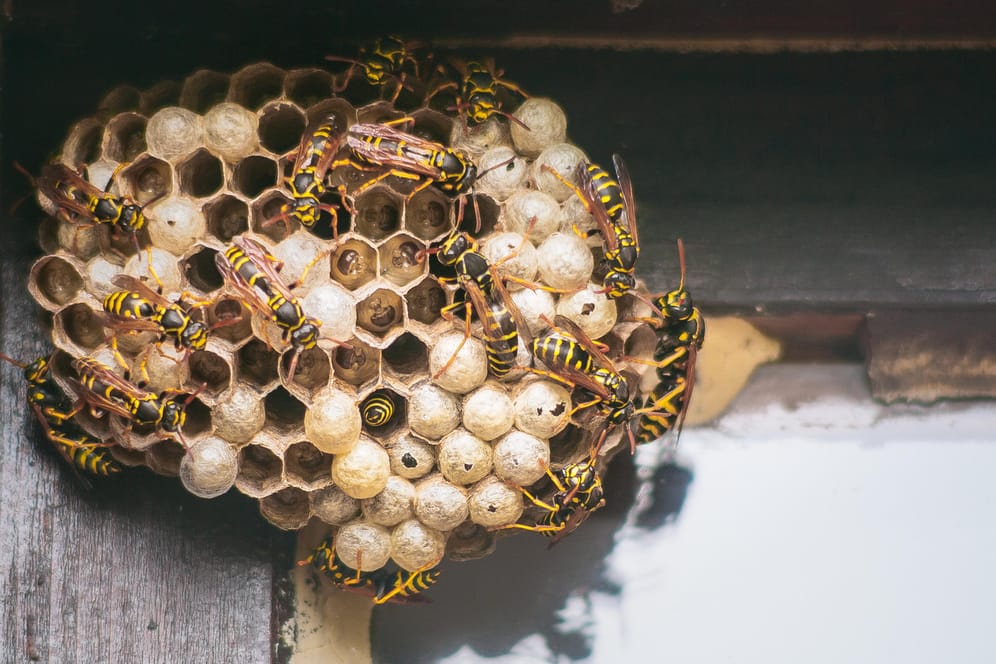Wespennest: Der Bekämpfung störender Nester sind Grenzen gesetzt, denn Wespen sind nach dem Bundesnaturschutzgesetz geschützt.