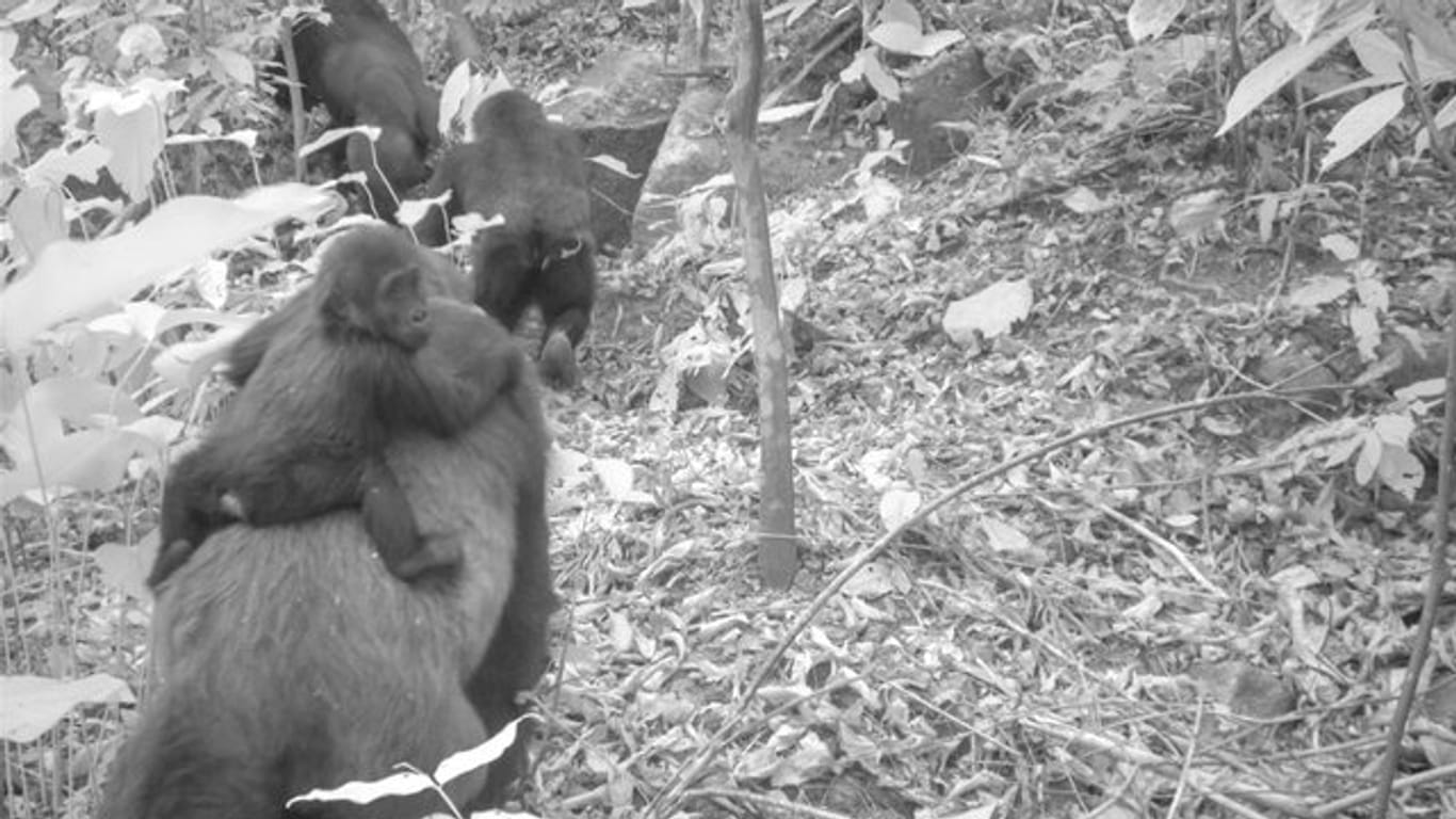 Ein von einer Kamerafalle aufgenommenes Foto mit einer Gruppe der seltenen Cross-River-Gorillas.