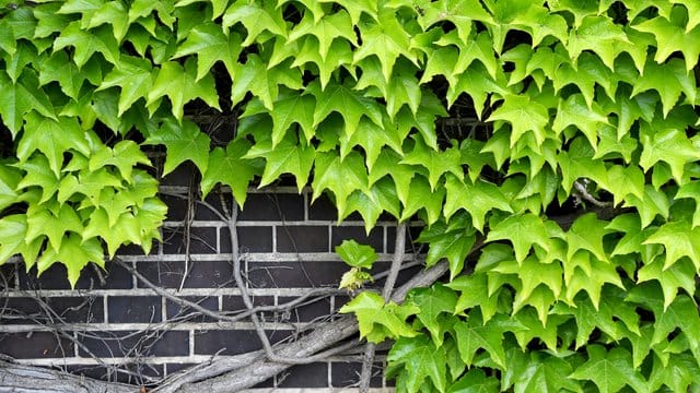 ilder Wein an der Hauswand ist zwar hübsch.