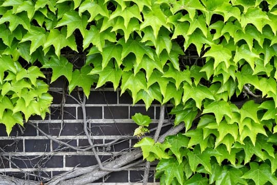 ilder Wein an der Hauswand ist zwar hübsch.