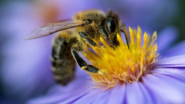 Immer seltener: Eine Biene sammelt am Pollen von einer Blüte. Immer seltener: Eine Biene sammelt am Pollen von einer Blüte.