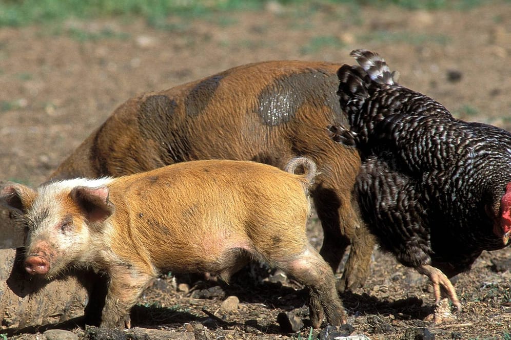 Schweine und Hühner: Nutztiere wurden bisher nicht vom Coronavirus infiziert.