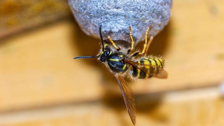 Gemeine Wespe: Diese Wespenart verteidigt ihr Nest.