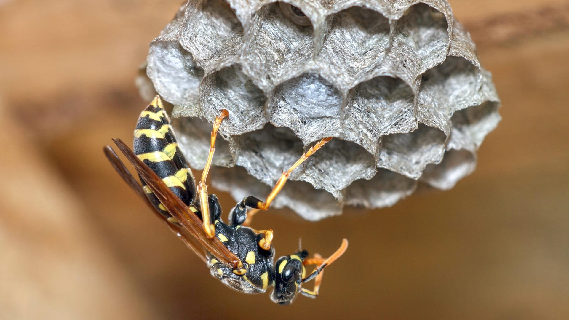 Französische Feldwespe: Das Nest der harmloseren Wepsenart ist meist offen gebaut.