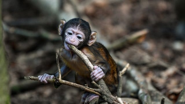 Ein junger Berberaffe: Die Erfurter Berberaffen haben Nachwuchs bekommen.