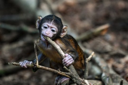 Ein junger Berberaffe: Die Erfurter Berberaffen haben Nachwuchs bekommen.