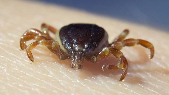 Eine tote Zecke Hyalomma marginatum sitzt auf einer Hand