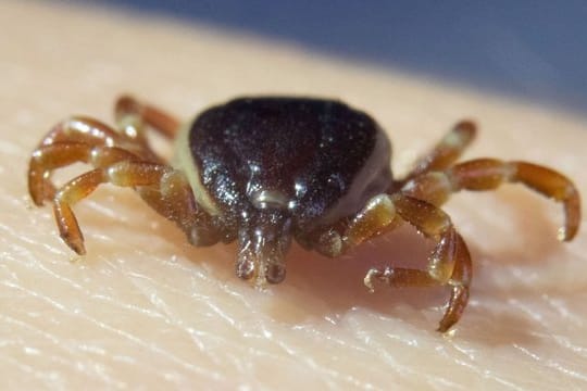 Eine tote Zecke Hyalomma marginatum sitzt auf einer Hand