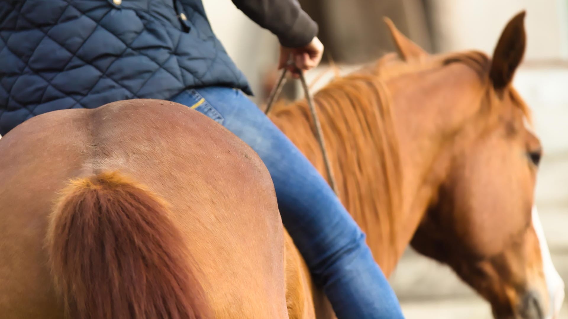 Pferd: Alkoholisiertes Reiten wird in den Gesetzen nicht ausdrücklich verboten.