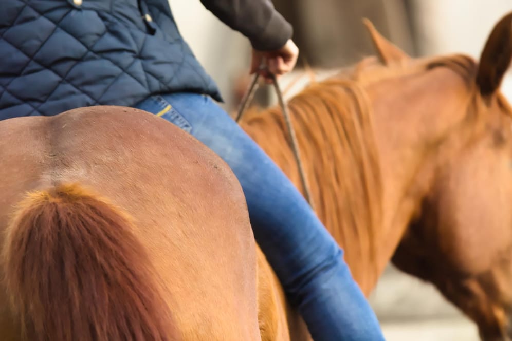 Pferd: Alkoholisiertes Reiten wird in den Gesetzen nicht ausdrücklich verboten.