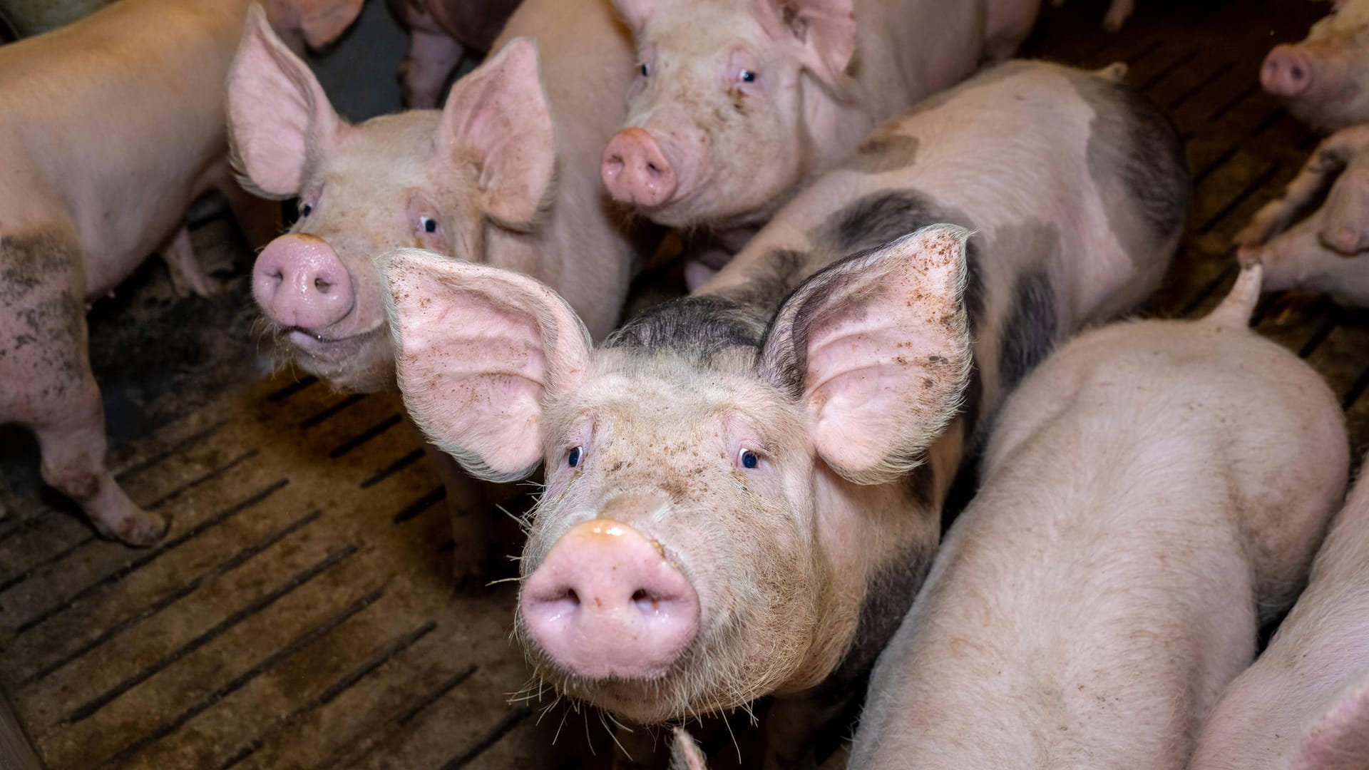 Mastschweine (Symbolbild): Der Preis für Schlachtschweine ist eingebrochen.