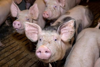 Mastschweine (Symbolbild): Der Preis für Schlachtschweine ist eingebrochen.