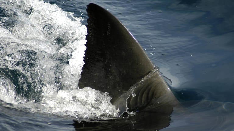 Flosse eines großen weißen Hais: In Australien sind in diesem Jahr bislang fünf Menschen durch Haiattacken getötet worden. (Symbolfoto)