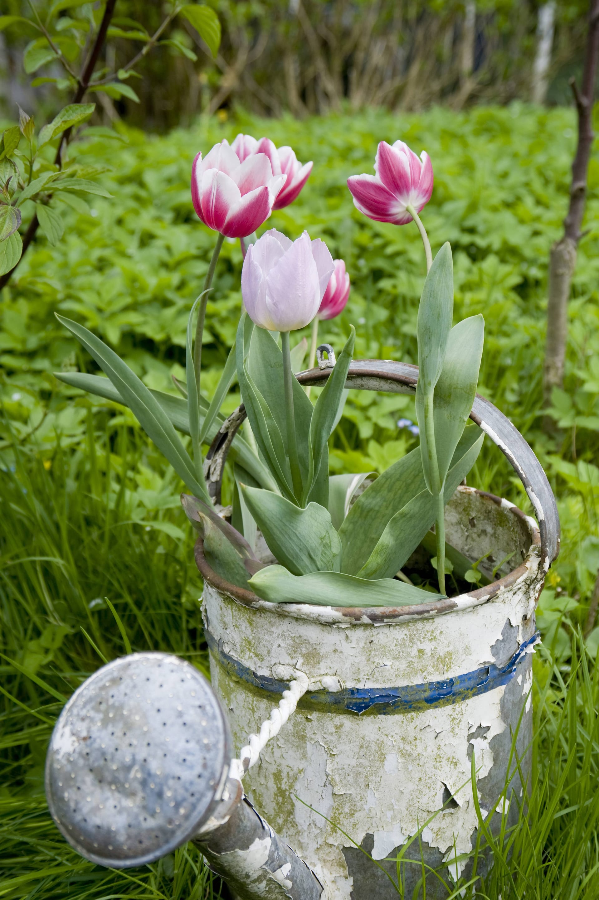 Blühende Blumenkanne: Tulpen statt Gießwasser.