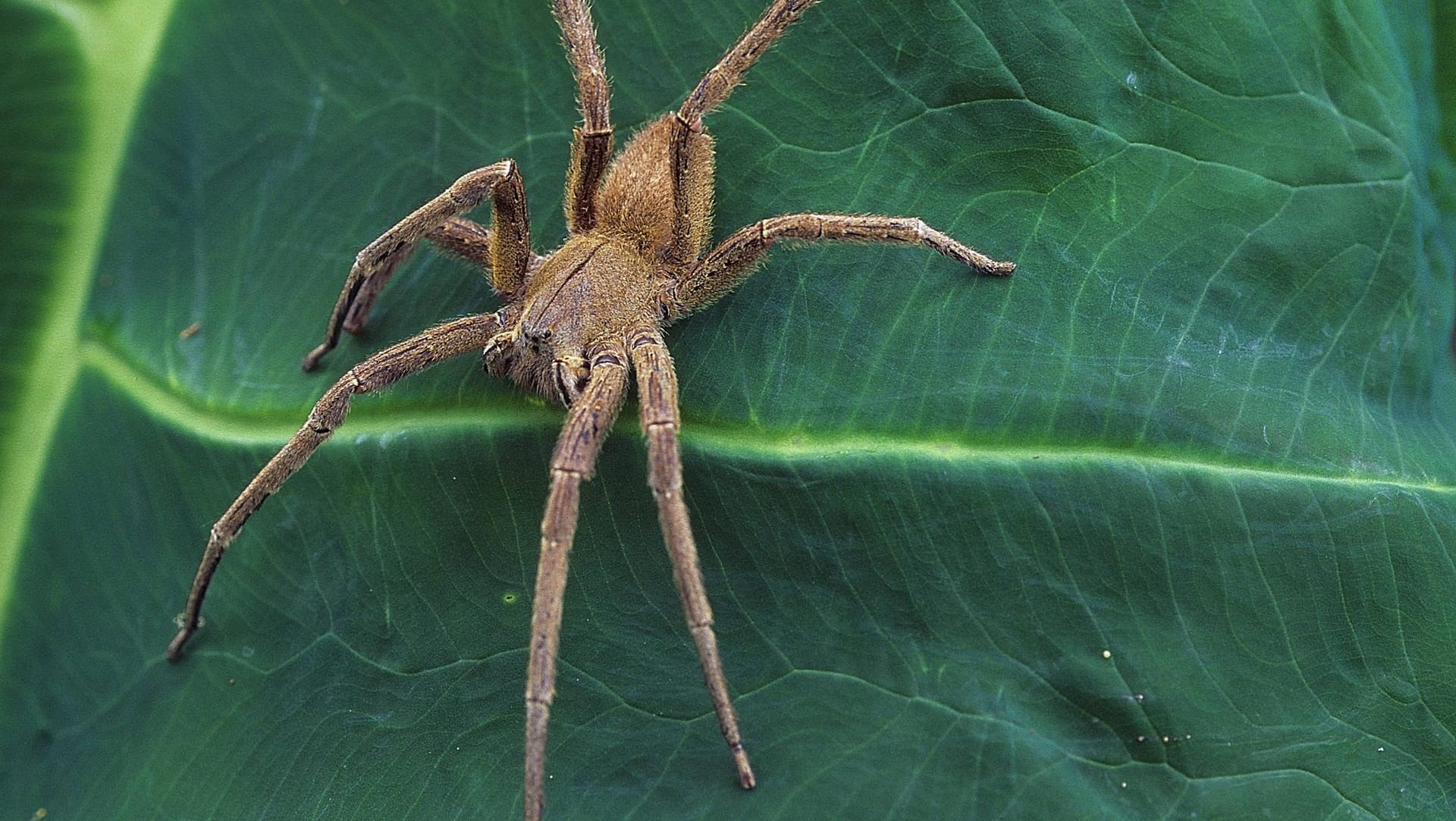 Eine Brasilianische Wanderspinne (Phoneutria boliviensis) auf einem Blatt: Die Feuerwehr in Halberstadt hat das giftige Tier getötet. (Symbolfoto)