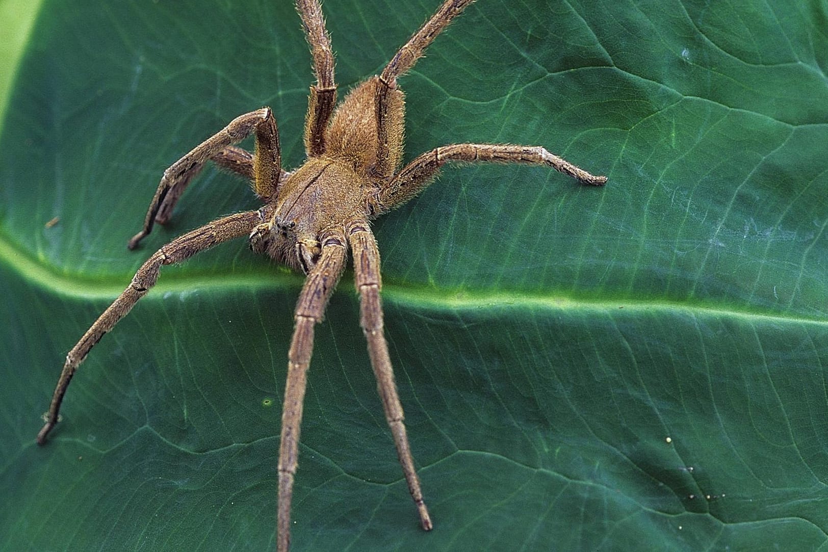 Eine Brasilianische Wanderspinne (Phoneutria boliviensis) auf einem Blatt: Die Feuerwehr in Halberstadt hat das giftige Tier getötet. (Symbolfoto)