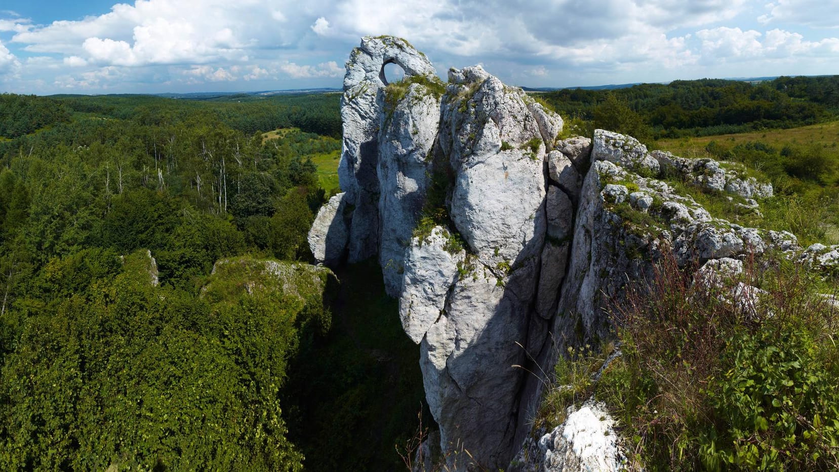 Ein Wald in der Provinz Zawiercianski in Polen (Symbolbild): Ein Mann flüchtete mit einem Raubtier vor der Polizei.