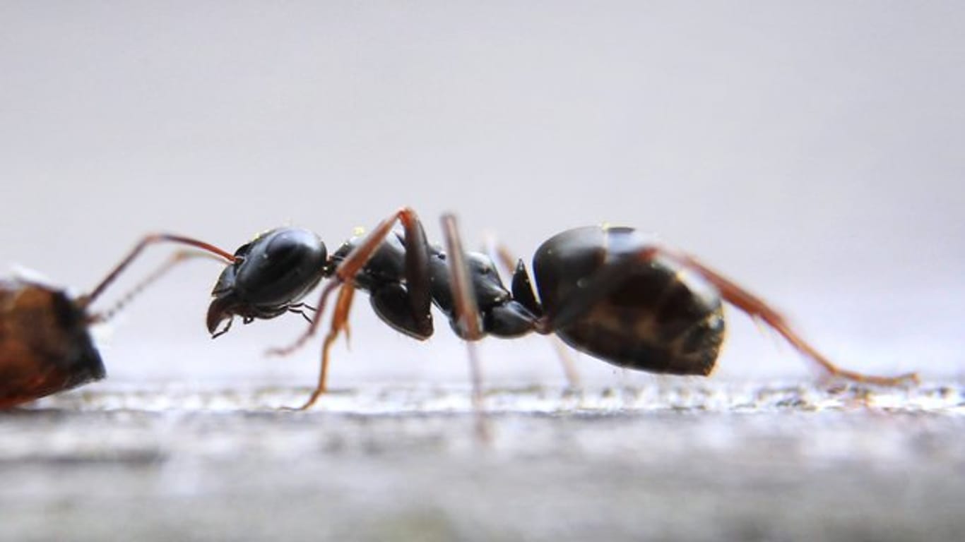 Einzelne Ameisen müssen Mieter ertragen.