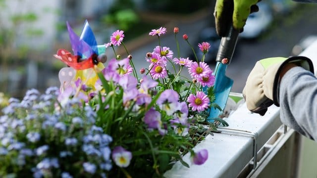 Wohnungseigentümer müssen bei der Balkonbepflanzung darauf achten, dass das Gesamterscheinungsbild des Hauses nicht verändert wird.