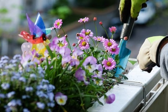 Wohnungseigentümer müssen bei der Balkonbepflanzung darauf achten, dass das Gesamterscheinungsbild des Hauses nicht verändert wird.