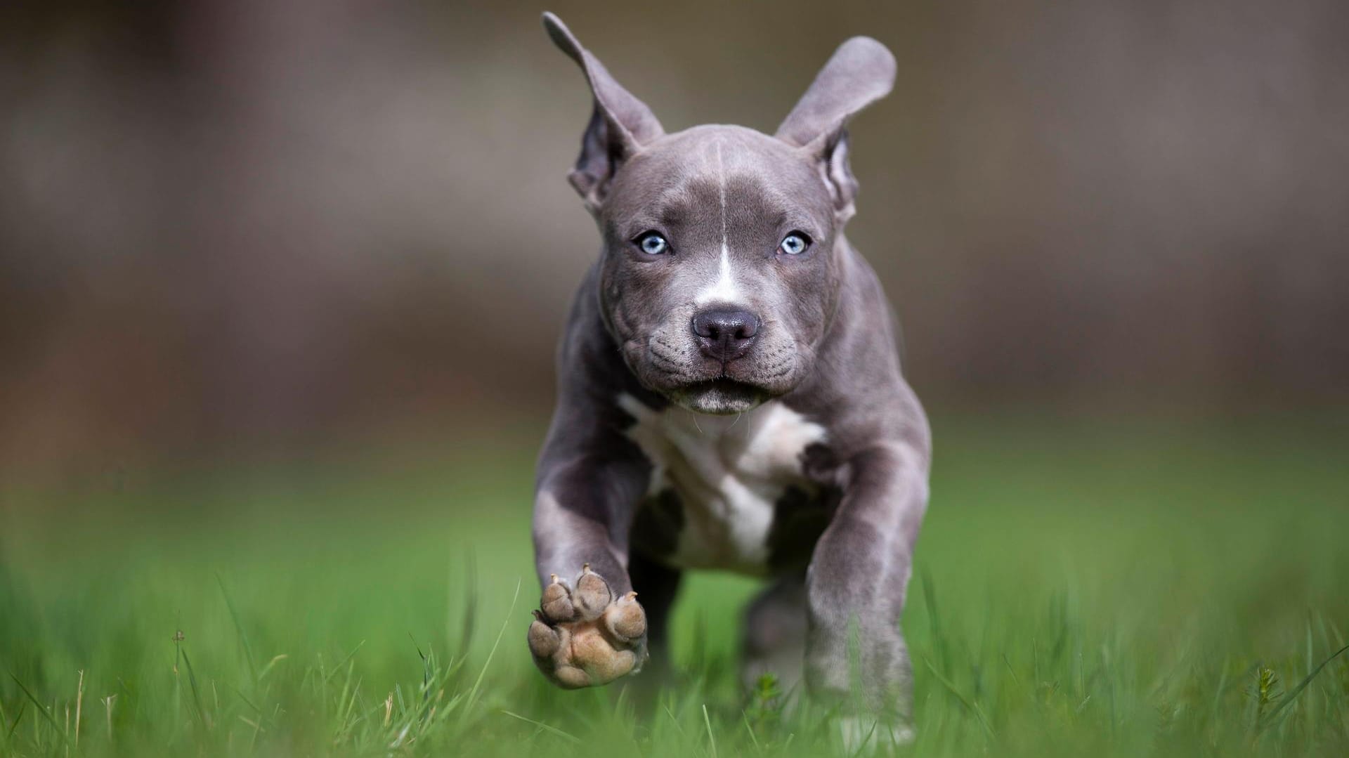 Ein Stafford-Terrier-Welpe läuft über eine Wiese (Symbolbild): In Essen ist ein Mann wegen fehlender Papiere seines Hundes vom Balkon gesprungen, um der Polizei zu entkommen. Ein Stafford-Terrier-Welpe läuft über eine Wiese (Symbolbild): In Essen ist ein Mann wegen fehlender Papiere seines Hundes vom Balkon gesprungen, um der Polizei zu entkommen.