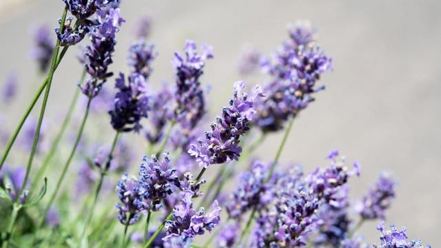 Lavendel betört mit kräftigen Farben und einem intensiven Duft.