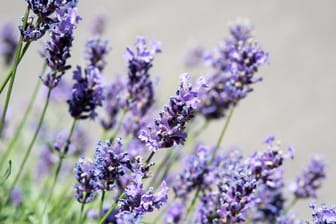 Lavendel betört mit kräftigen Farben und einem intensiven Duft.