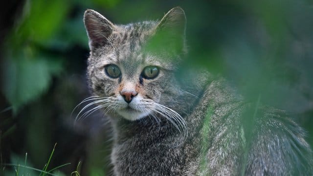 Wildkatze
