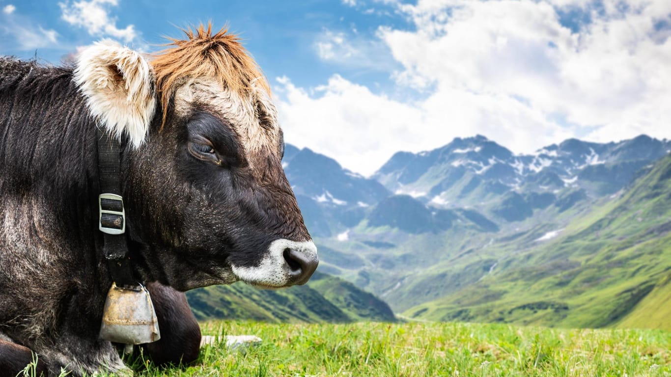 Eine Kuh in den Bergen: Auf einer abgezäunten Weide wurde eine Frau von mehreren Jungtieren abgedrängt.