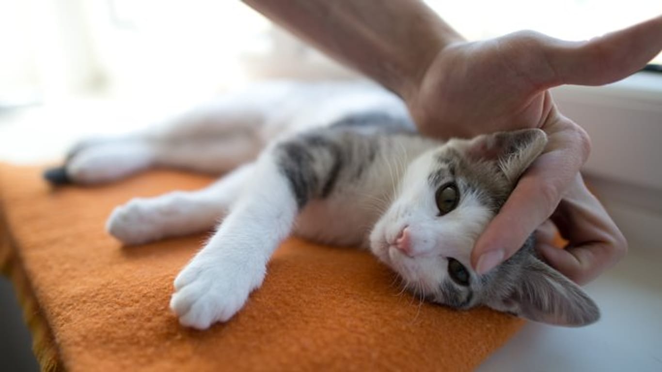 Katzen führen eher ein eigenes Leben.