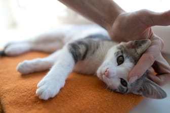 Katzen führen eher ein eigenes Leben.