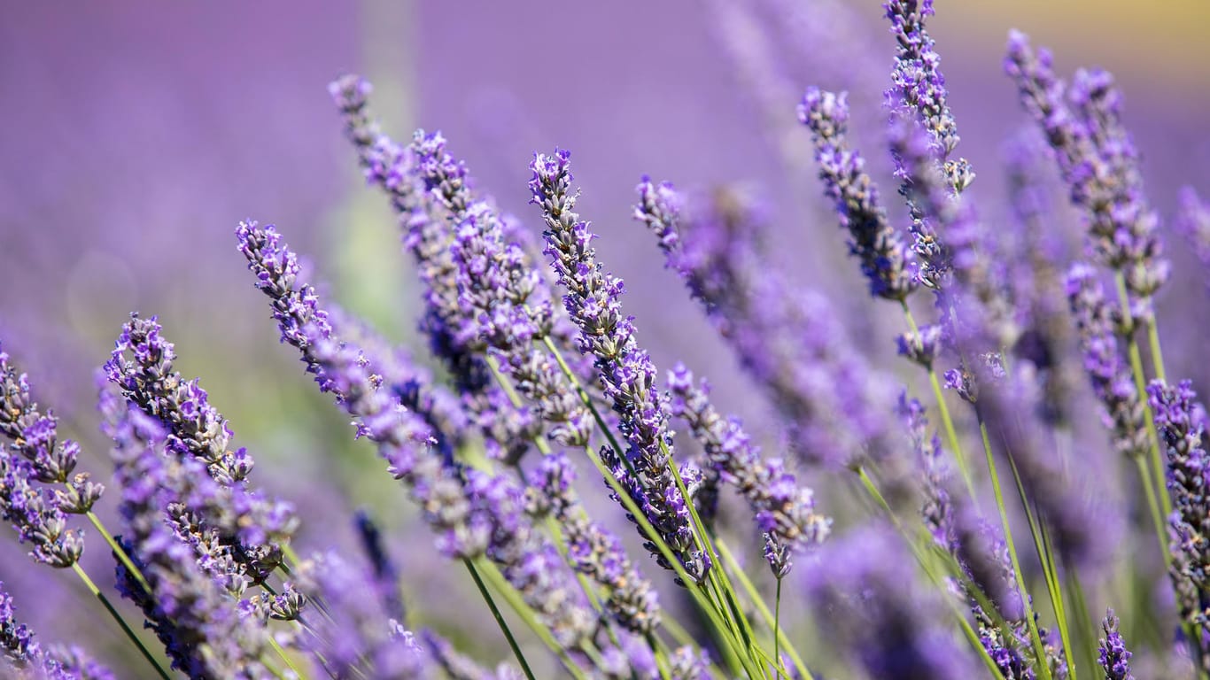 Lavendel blüht (Symbolbild): Rheinland-Pfalz hat sich bei der Mainzer Unimedizin mit einem Lavendelstrauch bedankt, was für Kritik sorgte.