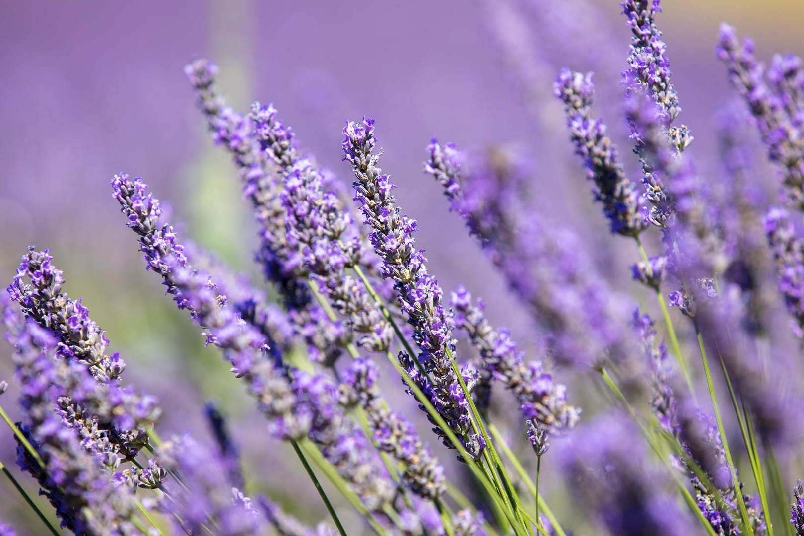 Lavendel blüht (Symbolbild): Rheinland-Pfalz hat sich bei der Mainzer Unimedizin mit einem Lavendelstrauch bedankt, was für Kritik sorgte.