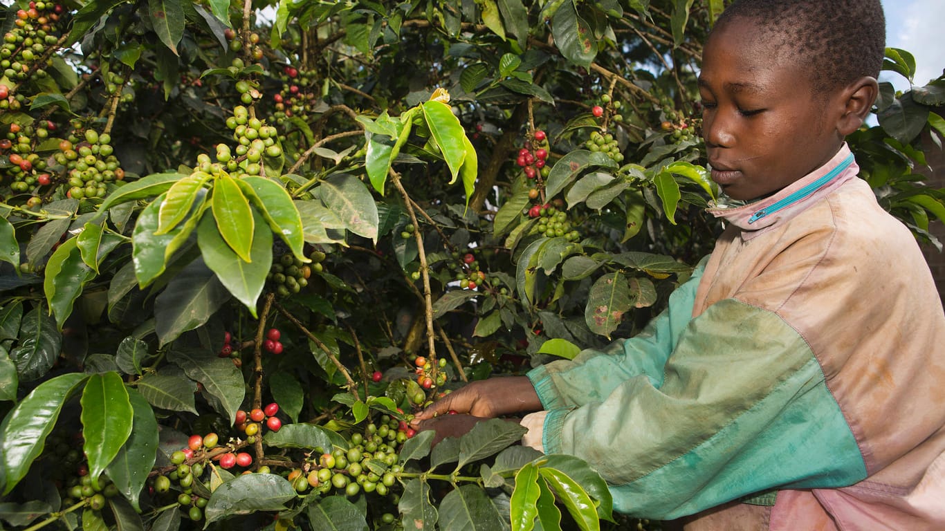 Junge arbeitet auf Kaffeeplantage: Nicht nur in Fabriken, vor allem in der Landwirtschaft arbeiten viele Minderjährige.