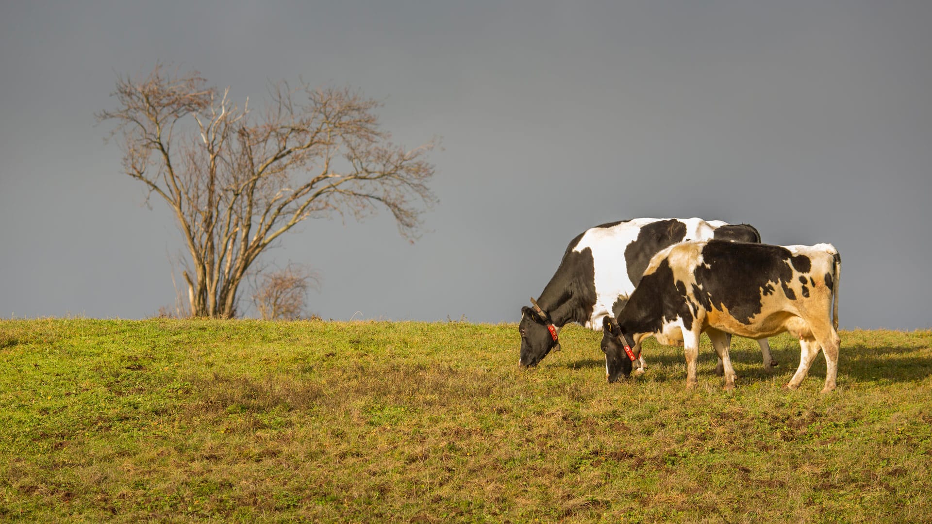 Kühe grasen auf einer Weide: Rinder produzieren große Mengen des klimaschädlichen Methangases.