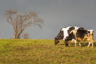 Kühe grasen auf einer Weide: Rinder produzieren große Mengen des klimaschädlichen Methangases.