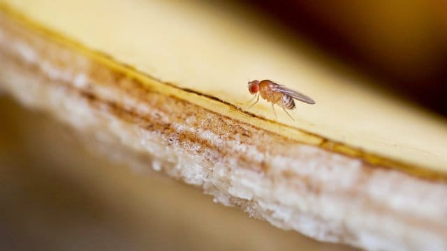 Fruchtfliegen umschwirren im Sommer gerne den Obstkorb.