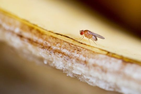 Fruchtfliegen umschwirren im Sommer gerne den Obstkorb.