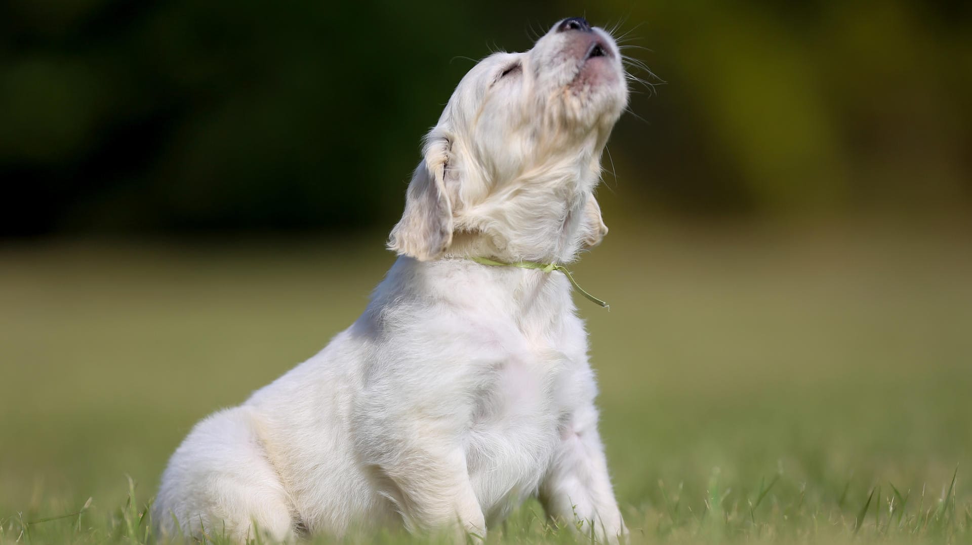 Hund: Wenn ein Hund jault, kann das verschiedene Gründe haben.