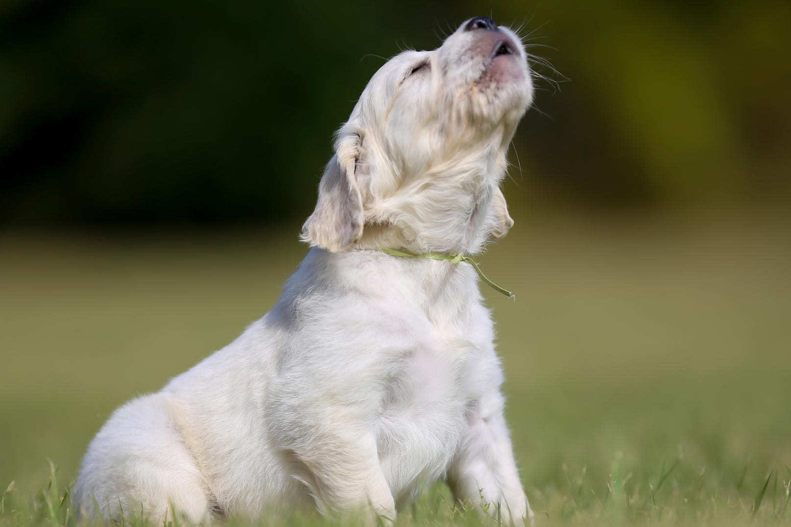 Hund: Wenn ein Hund jault, kann das verschiedene Gründe haben.