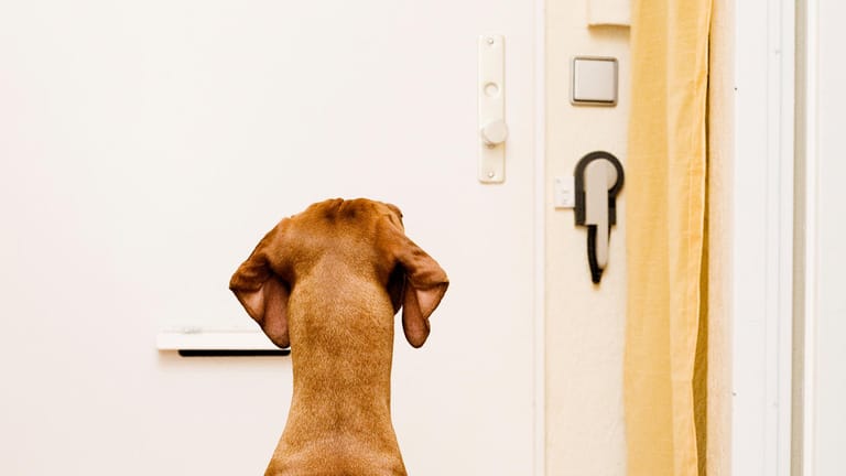 Hund: Aus Angst, dass ihr Halter nicht zurückkommt, sitzen manche Hunde vor der Tür und jaulen.
