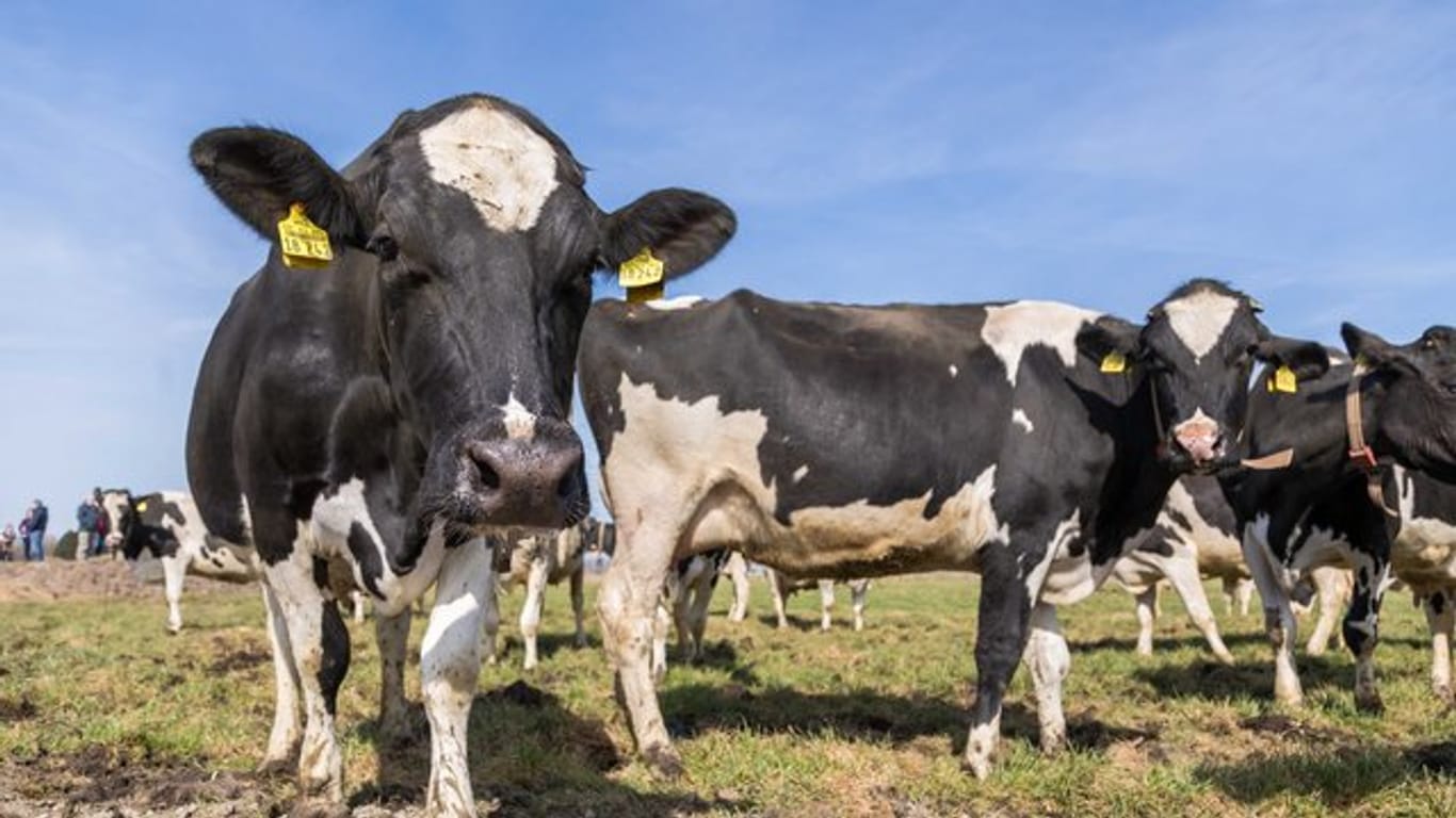 Milchkühe stehen auf der Weide.