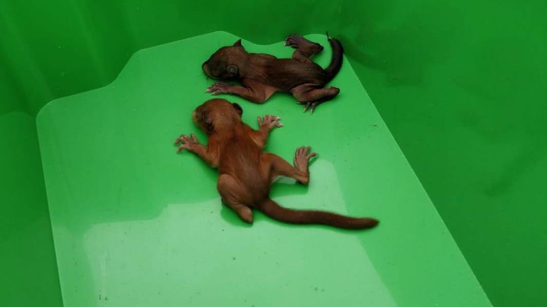 Zwei junge Eichhörnchen in einer grünen Kiste: Die Feuerwehr hat die beiden Tiere gerettet. Zwei junge Eichhörnchen in einer grünen Kiste: Die Feuerwehr hat die beiden Tiere gerettet.