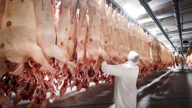 Frisch geschlachtete Schweine hängen in einem Kühlhaus des Fleischunternehmens Tönnies.