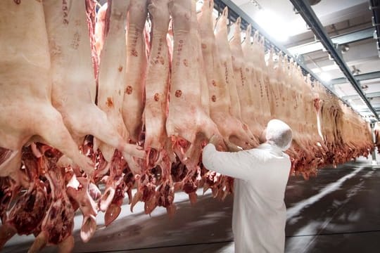 Frisch geschlachtete Schweine hängen in einem Kühlhaus des Fleischunternehmens Tönnies.