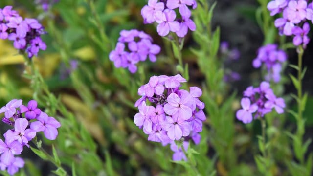 Gemeine Nachtviole (Hesperis matronalis)