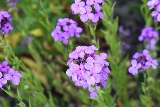 Gemeine Nachtviole (Hesperis matronalis)